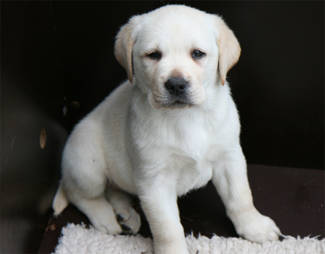 Labrador Welpen 7 Wochen alt.