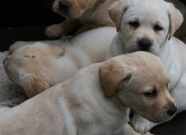 Labrador Welpen 7 Wochen alt.