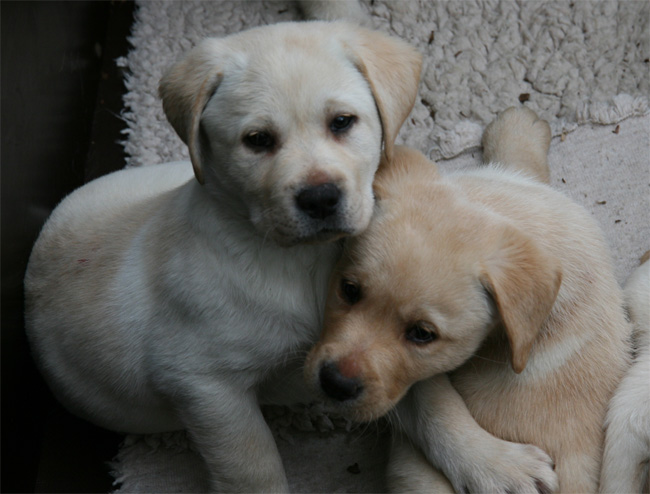 Labrador Welpen 7 Wochen alt.