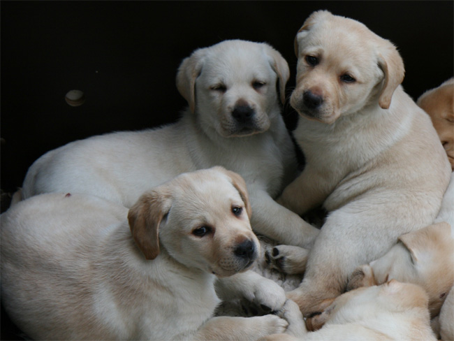 Labrador Welpen 7 Wochen alt.