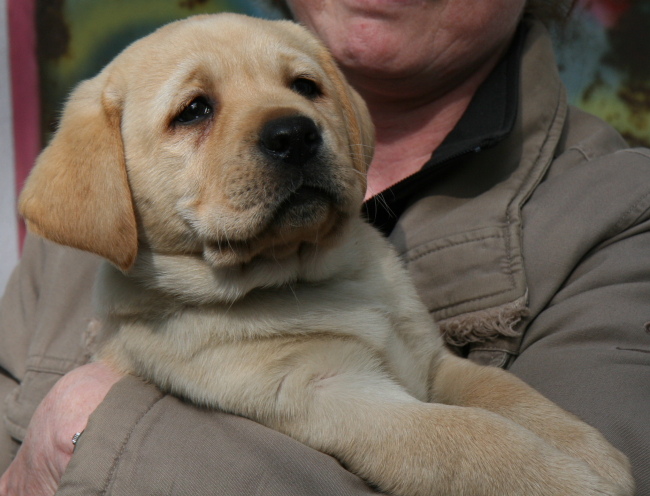 Labrador Welpe 8 Wochen alt - Hagen vom alten Steinhaus.