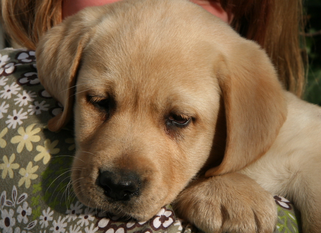 Labrador Welpe 8 Wochen alt - Hazel vom alten Steinhaus.