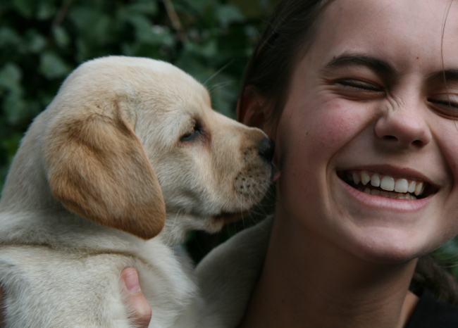 Labrador Welpe 8 Wochen alt - Hedda vom alten Steinhaus.