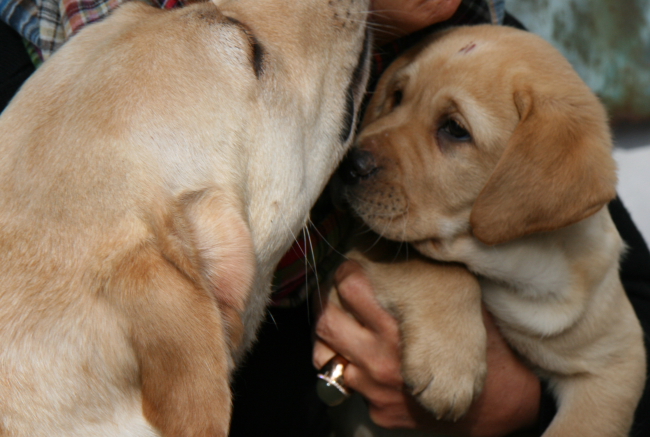 Labrador Welpe 8 Wochen alt - Heinrich vom alten Steinhaus.