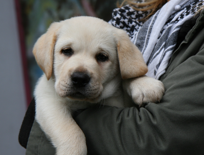 Labrador Welpe 8 Wochen alt - Hektor vom alten Steinhaus.