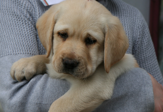 Labrador Welpe 8 Wochen alt - Helena vom alten Steinhaus.