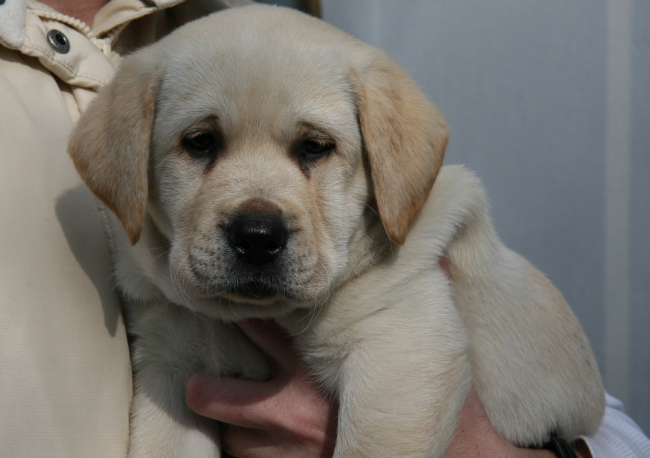 Labrador Welpe 8 Wochen alt - Hera vom alten Steinhaus.