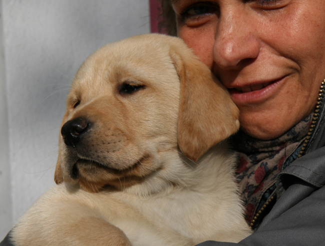 Labrador Welpe 8 Wochen alt - Hermes vom alten Steinhaus.