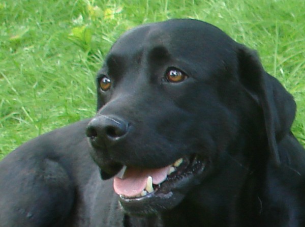 Labrador Retriever "Alma" Anna vom alten Steinhaus