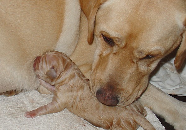 Labrador-Welpen - Geburt