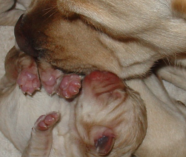 Labrador-Welpen - Geburt