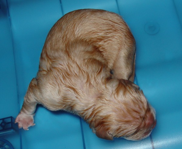 Labrador-Welpen - Geburt