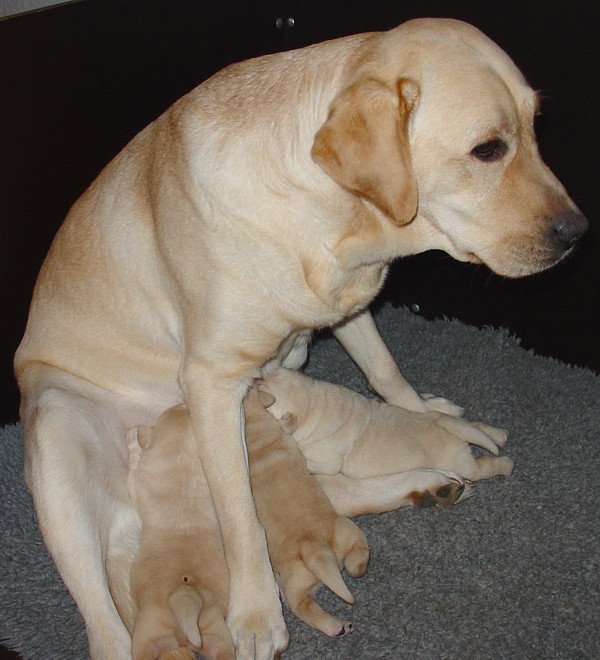 Labrador-Welpen - 1  Woche alt