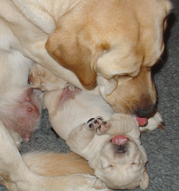 Labrador-Welpen - 2  Wochen alt