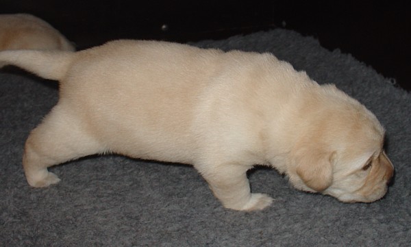 Labrador-Welpen - 2  Wochen alt