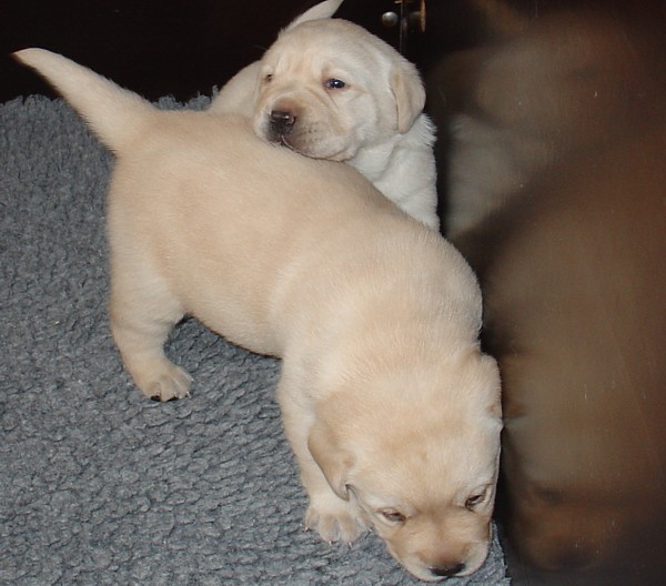 Labrador-Welpen - 3  Wochen alt