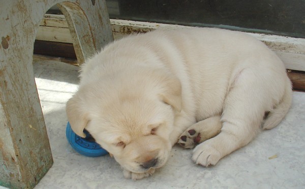 Labrador-Welpen - 4  Wochen alt