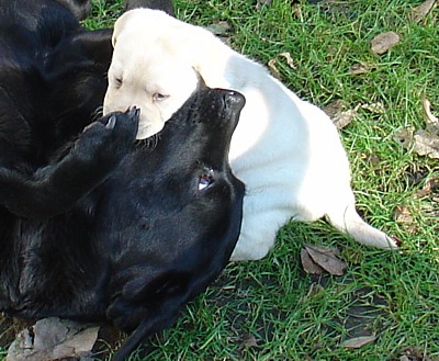 Labrador-Welpen - 5  Wochen alt