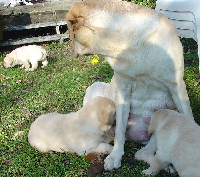 Labrador-Welpen - 5  Wochen alt