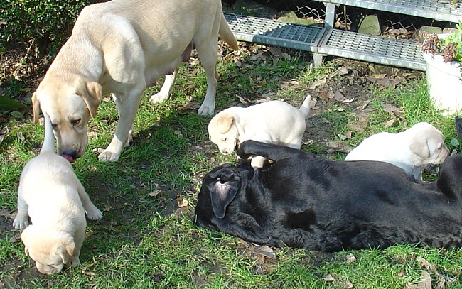 Labrador-Welpen - 5  Wochen alt
