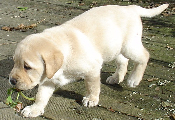 Labrador-Welpen - 6  Wochen alt