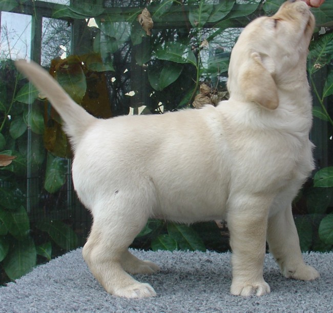 Labrador-Welpen - 7  Wochen alt