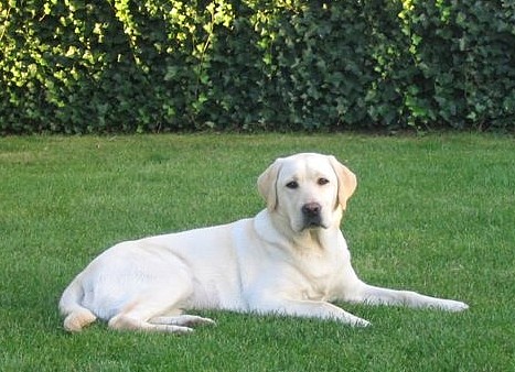 Aus Labrador-Welpen werden Labrador-Retriever.