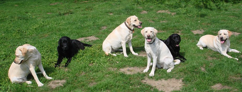 Labrador-Retriever-Welpen-Zucht vom alten Steinhaus