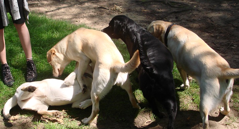 Labrador-Retriever-Welpen-Zucht vom alten Steinhaus