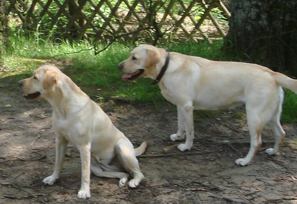 Labrador-Retriever-Welpen-Zucht vom alten Steinhaus