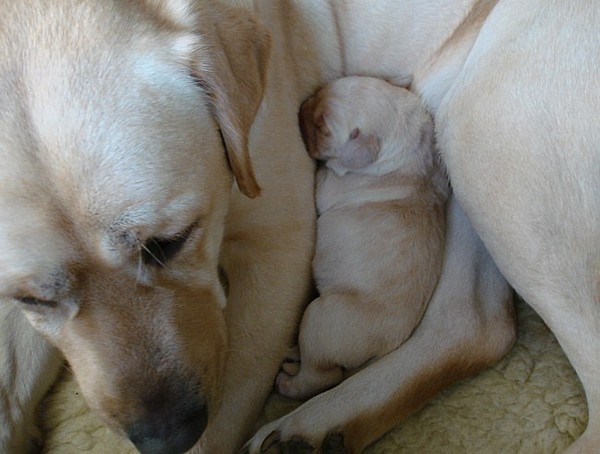 Albas-Labrador-Zucht: Labrador-Welpe Frodo ist 1 Tag alt.