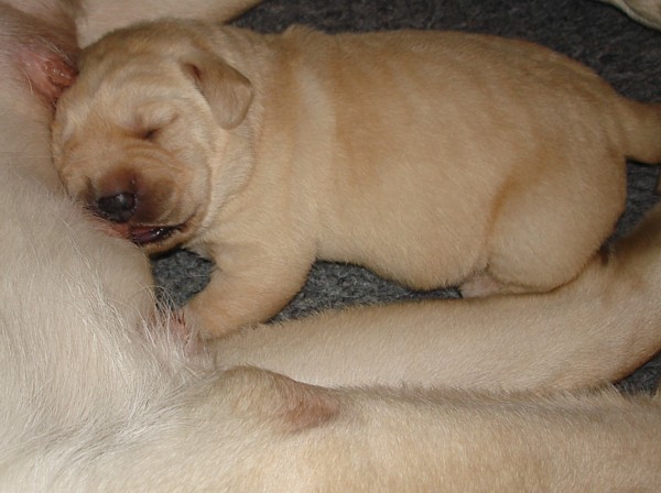 Albas-Labrador-Zucht: Labrador-Welpe Frodo vom alten Steinhaus ist 6 Tage alt.