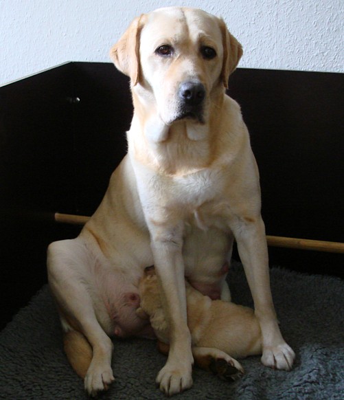 Albas-Labrador-Zucht: Labrador-Welpe Frodo ist 1 Woche alt.