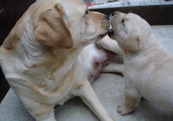 Labrador-Welpen-Zucht: Frodo mit 4 Wochen in neuer Umgebung.