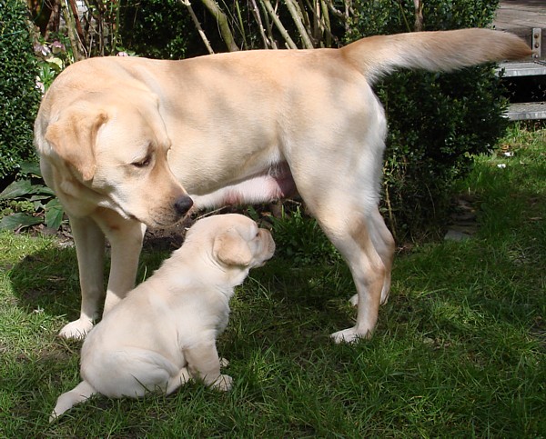 Labrador-Welpen-Zucht: Frodo mit 4 Wochen im Garten.