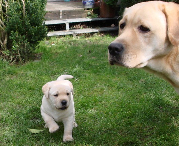 Labrador-Welpen-Zucht: Frodo mit 4 Wochen im Garten.