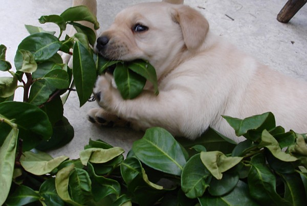 Labrador-Welpen-Zucht: Frodo mit 4 Wochen in neuer Umgebung.