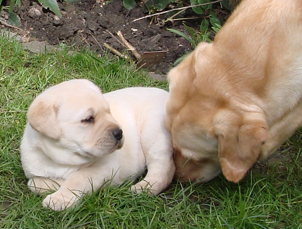 Labrador-Welpen-Zucht: Frodo mit 4 Wochen im Garten.