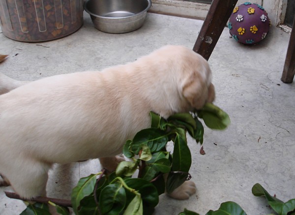 Labrador-Welpen-Zucht: Frodo mit 4 Wochen in neuer Umgebung.