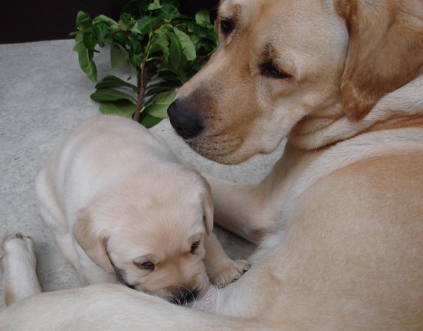 Labrador-Welpen-Zucht: Frodo mit 4 Wochen in neuer Umgebung.