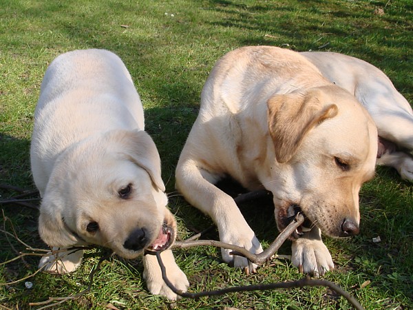 Albas Labrador-Welpen-Zucht: Labrador-Retriever Frodo bei der Entspannung.