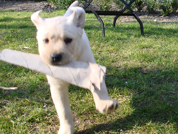 Albas Labrador-Welpen-Zucht: Labrador-Retriever Frodo mit 6 Wochen beim "Apportieren".