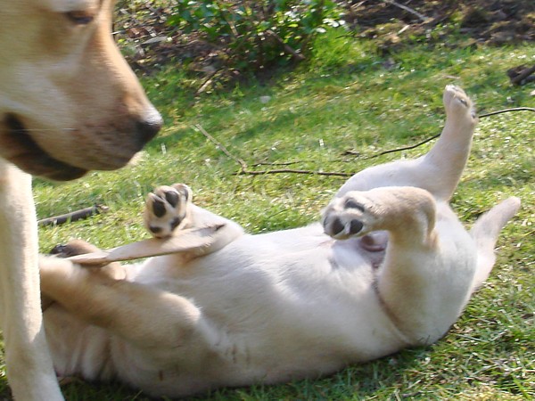 Albas Labrador-Welpen-Zucht: Labrador-Retriever Frodo beim "Vorsitzen" mit 6 Wochen.