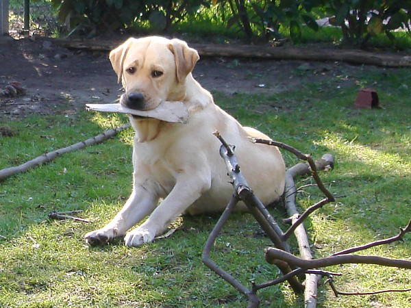 Albas Labrador-Welpen-Zucht: Labrador-Retriever Merle.