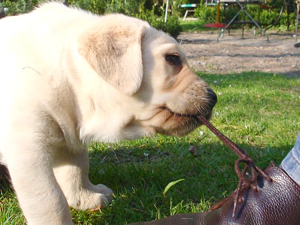 Albas Labrador-Welpen-Zucht: Labrador-Retriever Frodo unter "Spannung".