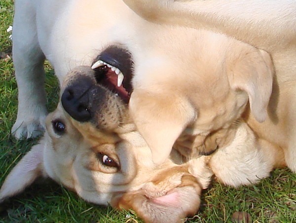 Albas Labrador-Welpen-Zucht: Labrador-Retriever Frodo mit 6 Wochen obenauf.