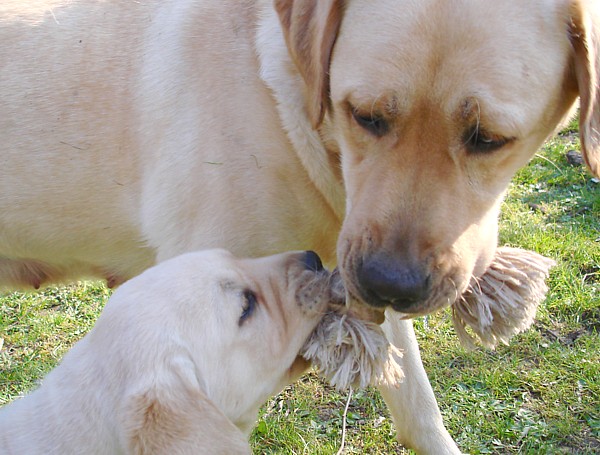 Albas Labrador-Welpen-Zucht: Labrador-Retriever Frodo ist 6 Wochen alt.