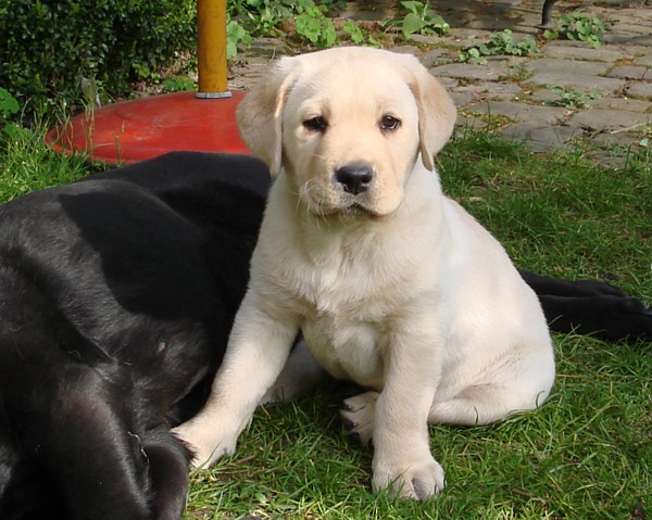 Labrador-Welpe Frodo ist 7 Wochen alt - frohe Ostern!!!