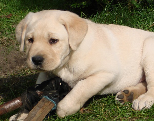 Labrador-Welpe Frodo mit 7 Wochen.