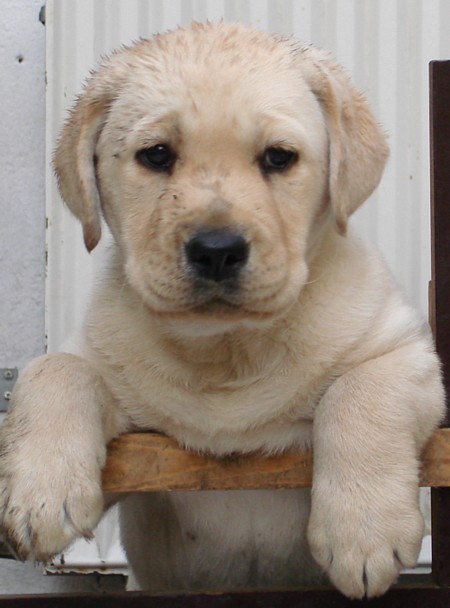 Labrador-Welpe Frodo: Erste Erfahrungen mit dem Gartenschlauch.